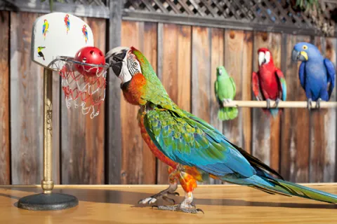 A parrot Playing Basketball